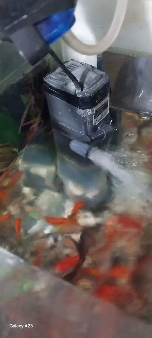 آکواریوم|ماهی|چگنی, |دیوار