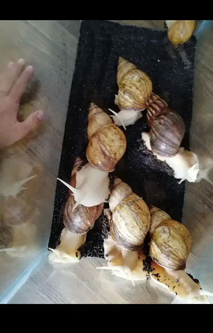 ح.لزون مول.د|خزنده|تهران, شکوفه|دیوار