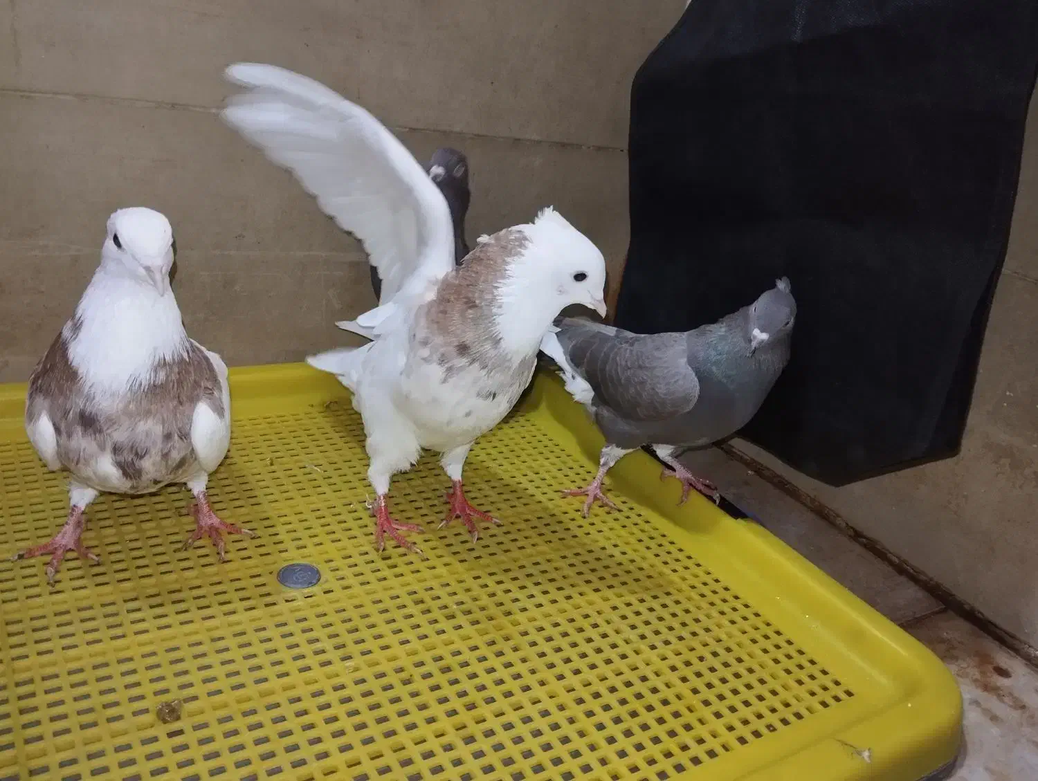 کفتر|پرنده|دزفول, |دیوار