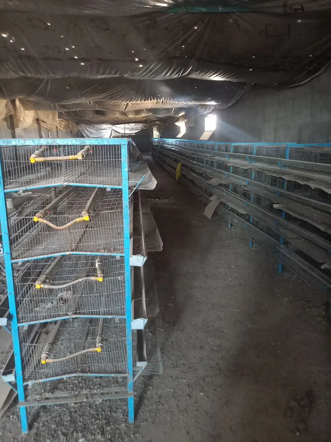 قفسه بلدرچین|لوازم جانبی حیوانات|بوئین زهرا, |دیوار