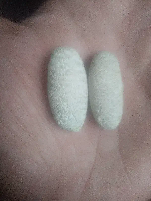 مهره اصلی|بدلیجات|بندر ماهشهر, |دیوار