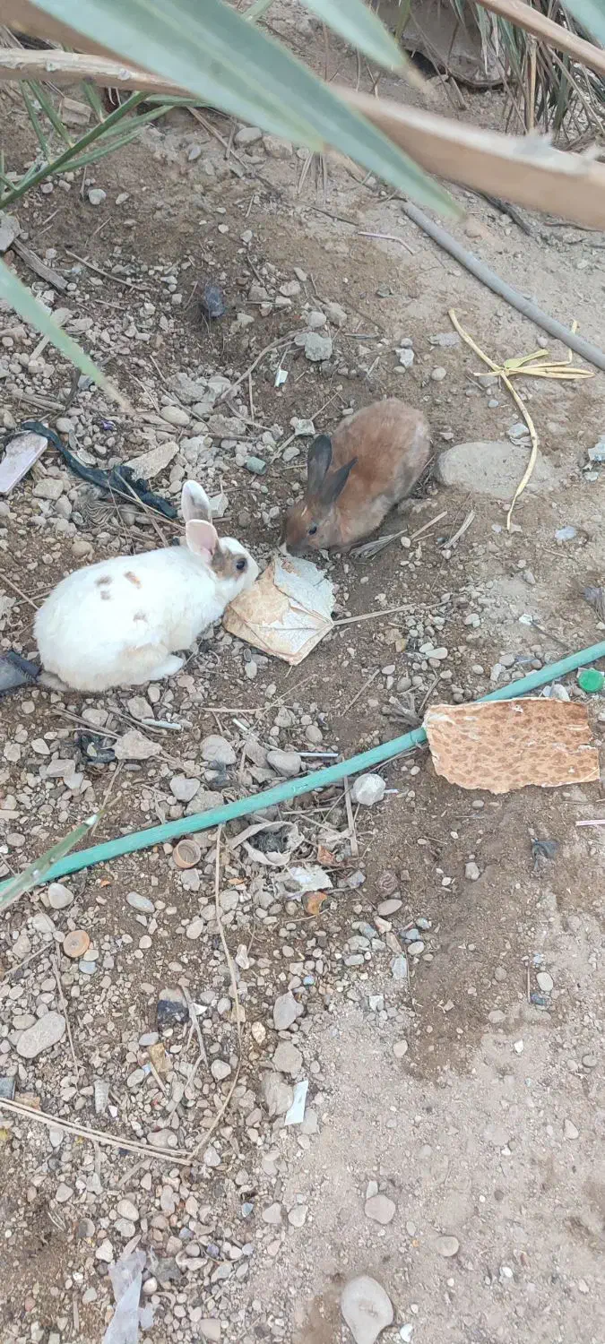 فروش خرگوش|موش و خرگوش|بستک, |دیوار