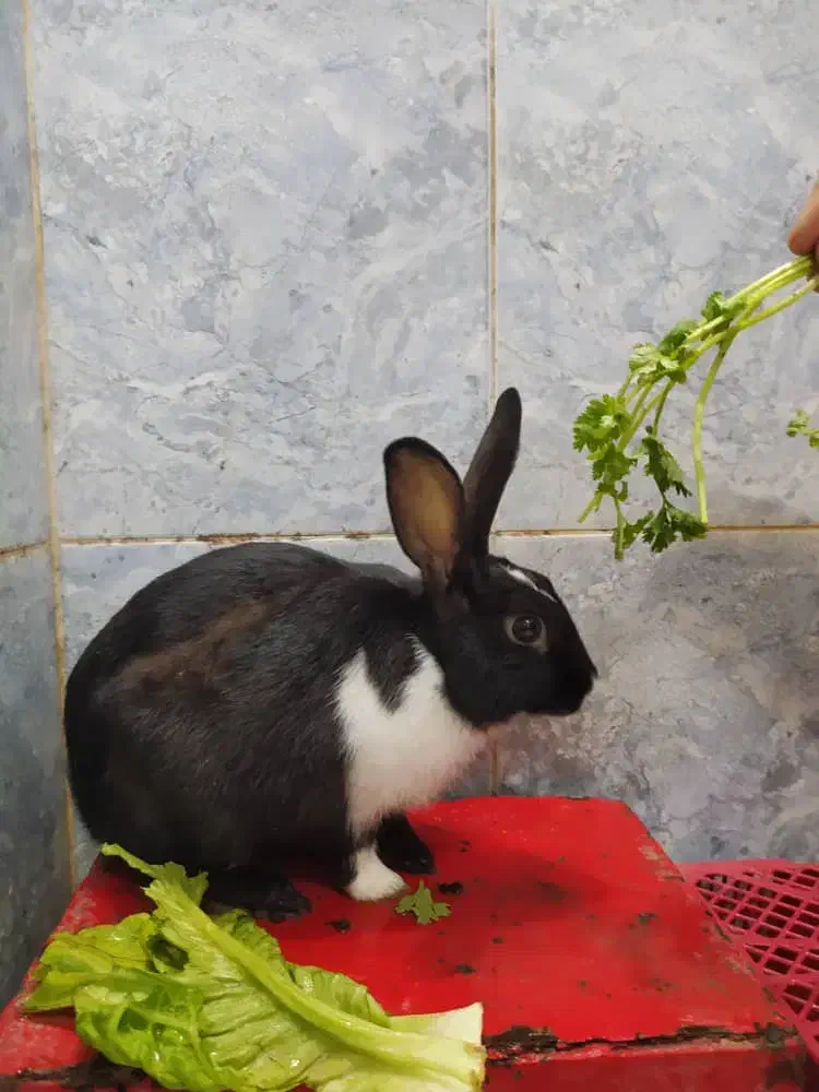 خرگوش|موش و خرگوش|دزفول, |دیوار