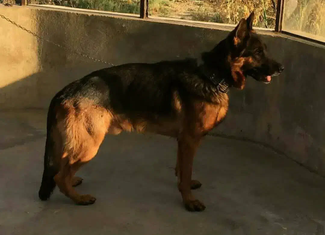 سگ نر ژرمن|سگ|کرمانشاه, |دیوار