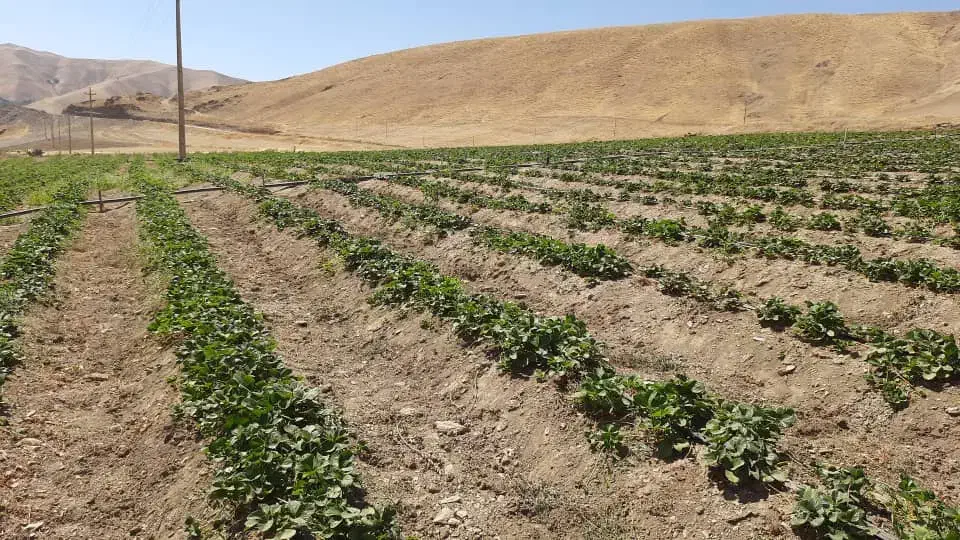 زنجیرطلا|جواهرات|سنندج, |دیوار