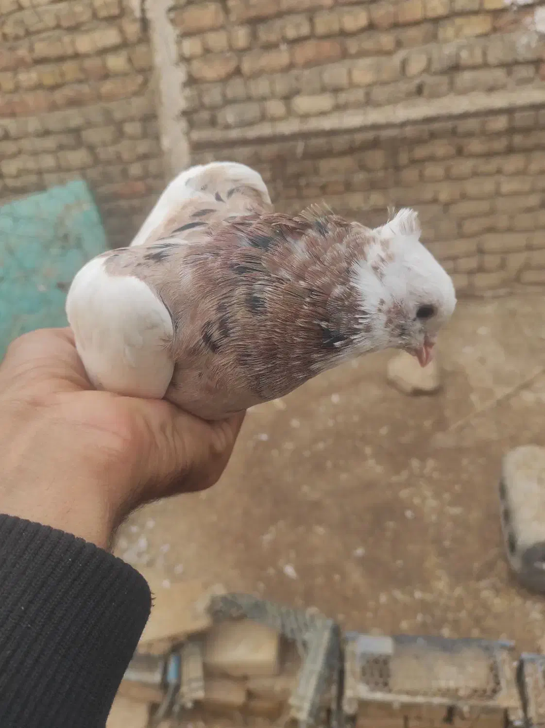 طوقی پرنده کبوتر|پرنده|اسفرورین, |دیوار