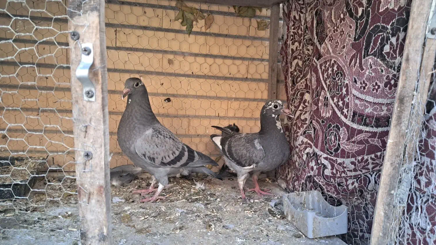 جوجه پلاکی درجه یک|پرنده|لنجان, |دیوار