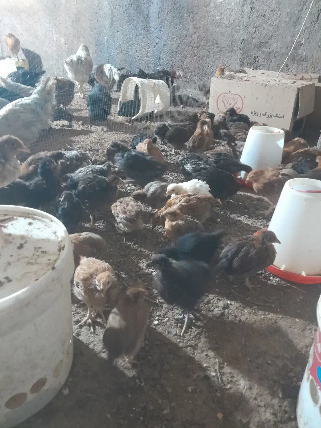 مرغ و خروس و جوجه ۲ ماهه|حیوانات مزرعه|یزد, |دیوار