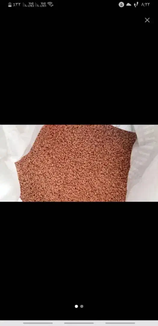 گندم ۲۹هزارتومن|گل و گیاه طبیعی|بندر ماهشهر, |دیوار