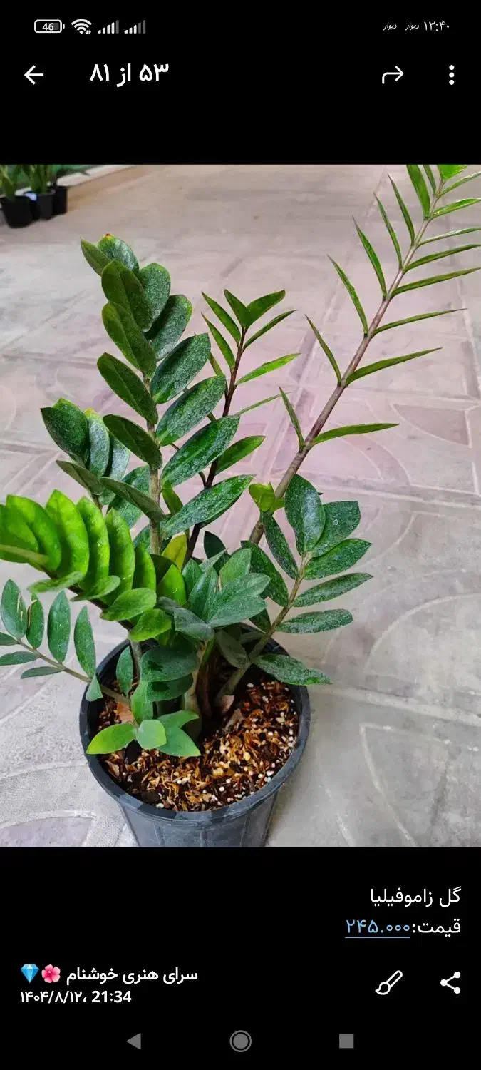 گل و گیاه|گل و گیاه طبیعی|دهدشت, |دیوار