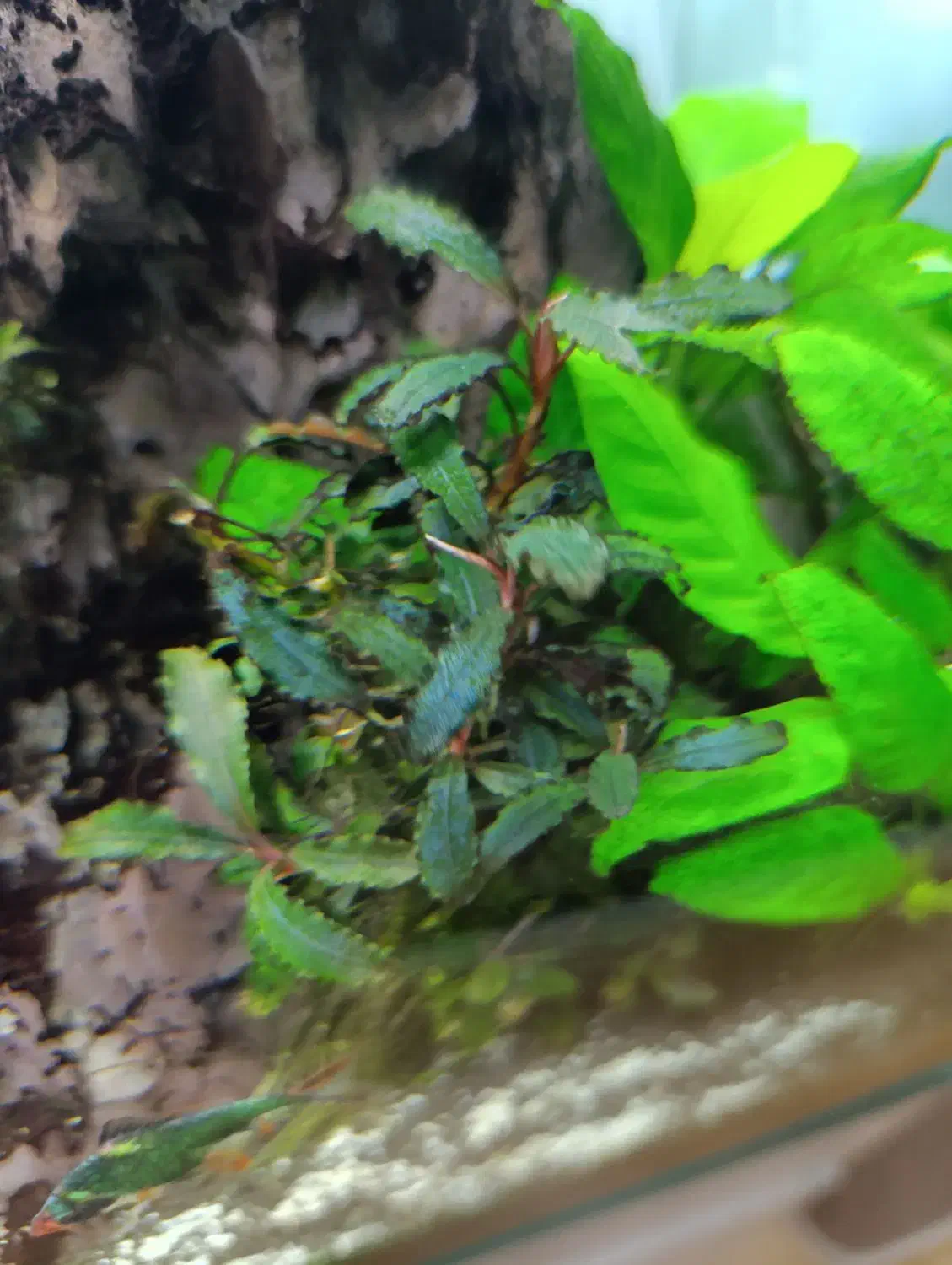 گیاه بوسفراندا آکواریوم|ماهی|تهران, کرمان|دیوار