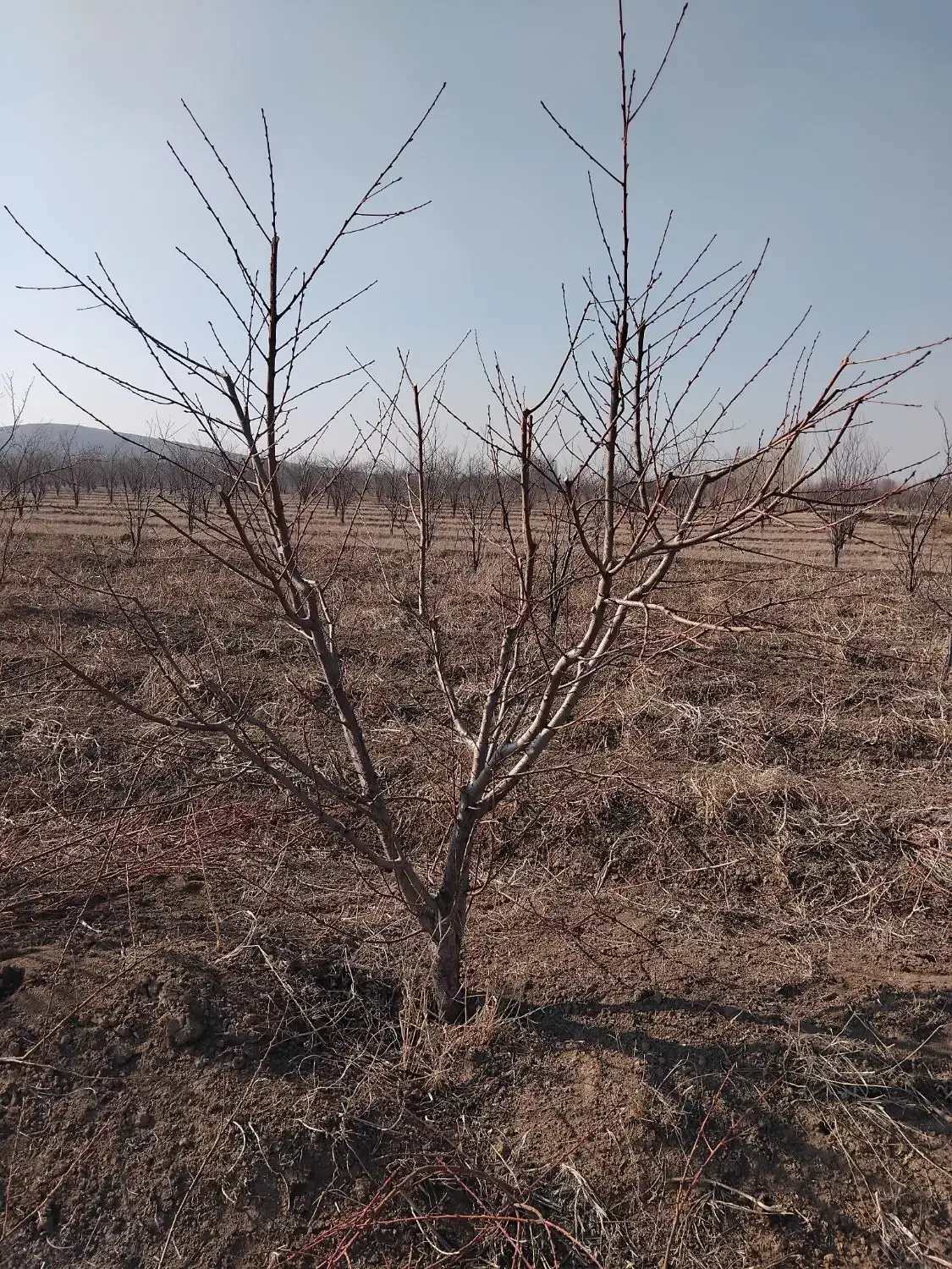 سلام هرس درخت سیب وهلو وغیره|خدمات باغبانی و درختکاری|تخت سلیمان, |دیوار