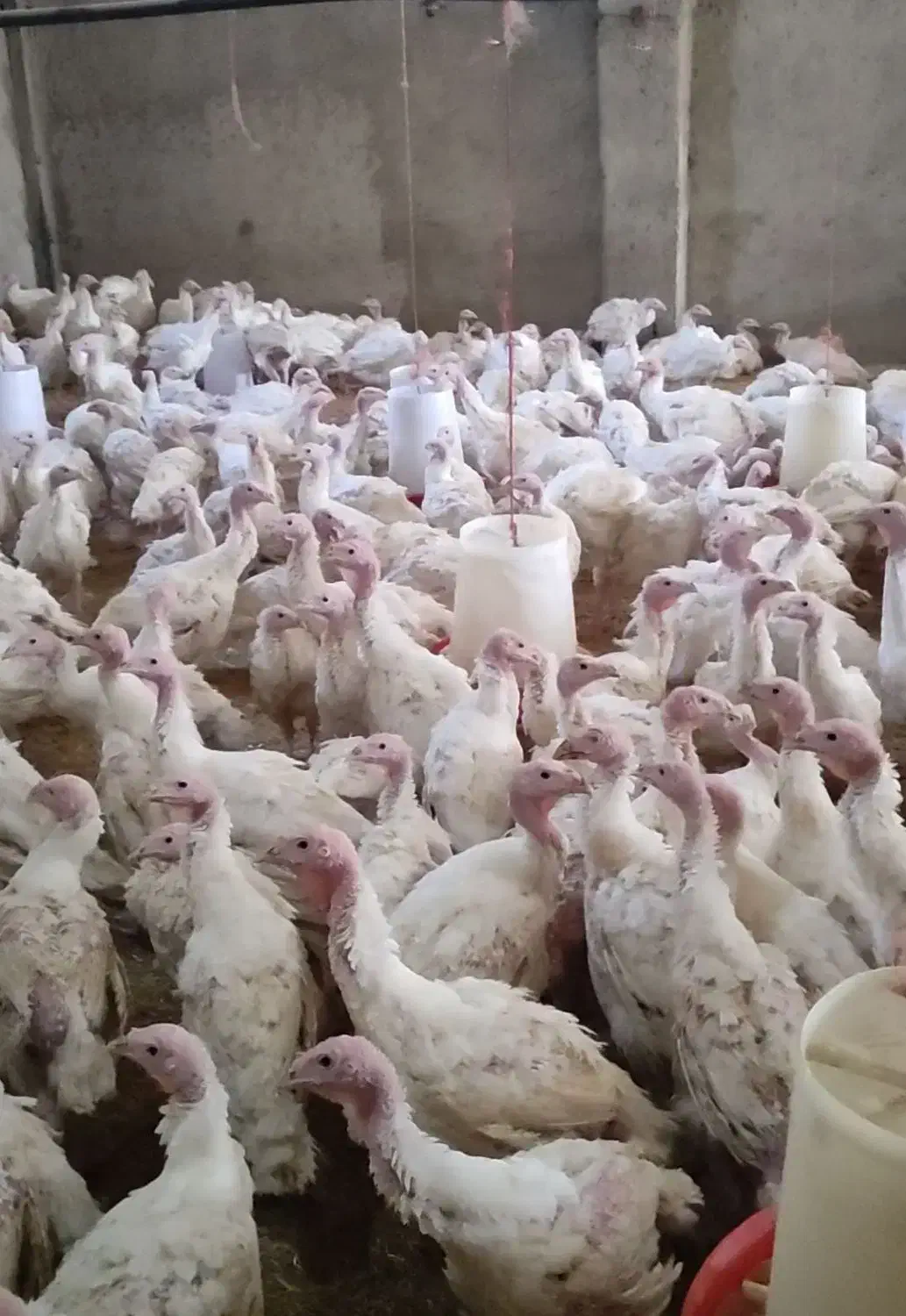 جوجه بیوتی|حیوانات مزرعه|همدان, |دیوار