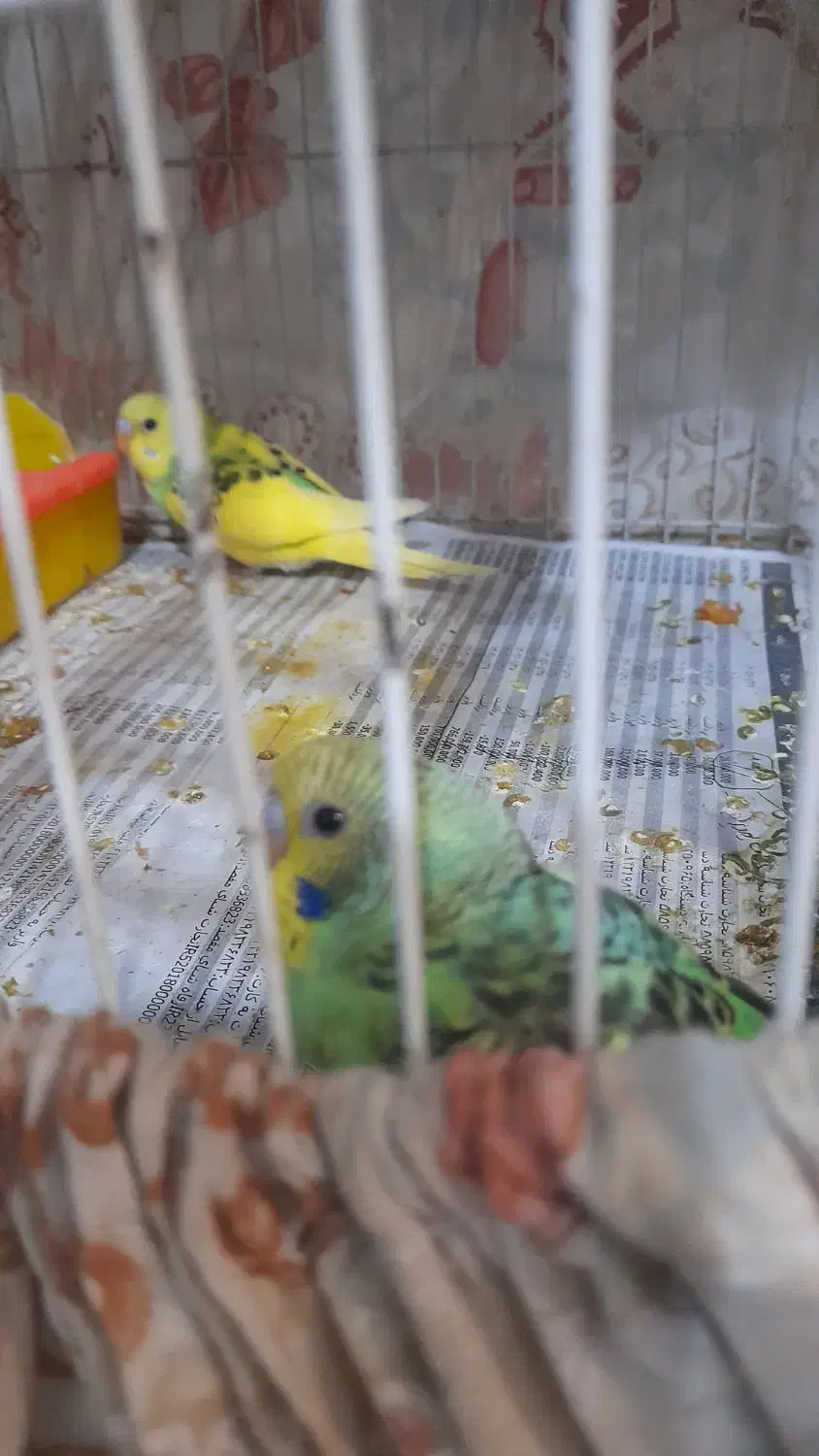 مرغ عشق|پرنده|مشهد, امیریه|دیوار