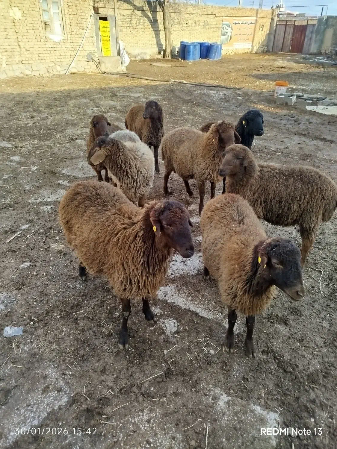 8عددبره نر هترو همه گله کرد|حیوانات مزرعه|بجنورد, |دیوار