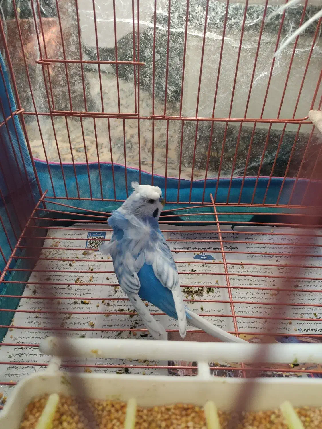 مرغ عشق جفت|پرنده|شیراز, تندگویان|دیوار