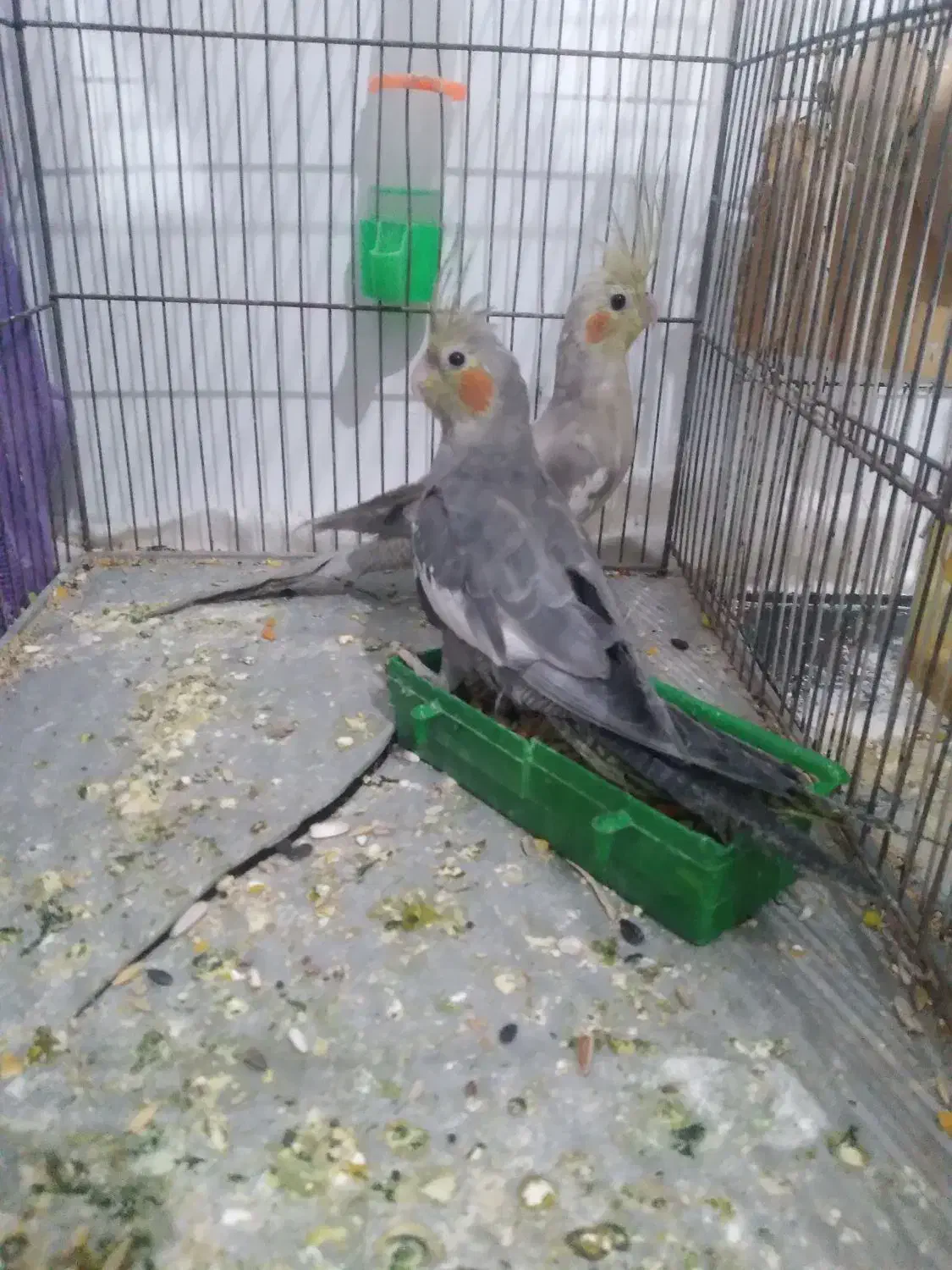 عروس هلندی|پرنده|زابل, |دیوار