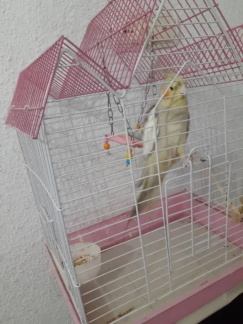 پرنده عروس نر|پرنده|کیلان, |دیوار