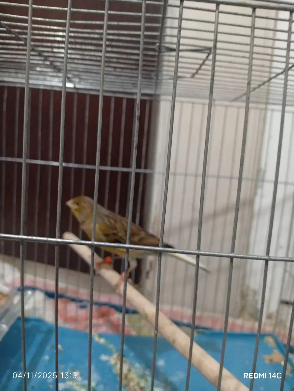 قناری سبز|پرنده|شیراز, کوشک میدان|دیوار