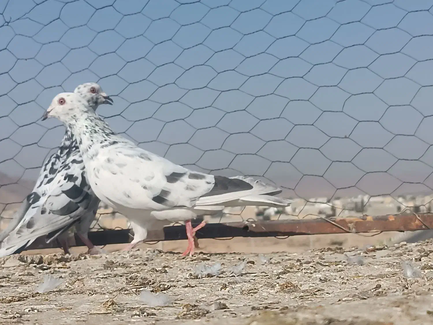 سرور بهبهونی|پرنده|شیراز, جانبازان|دیوار