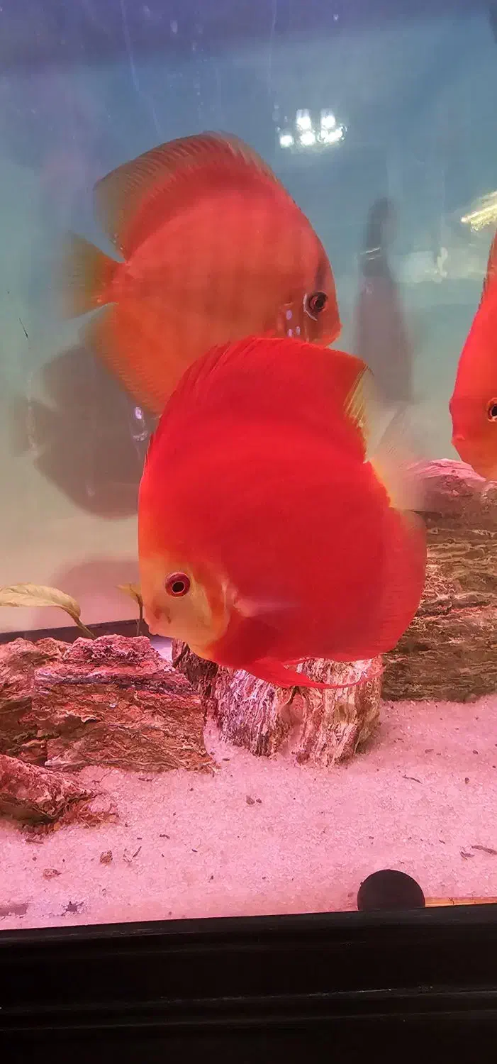 دیسکس گرید بالا|ماهی|مشهد, گاز|دیوار