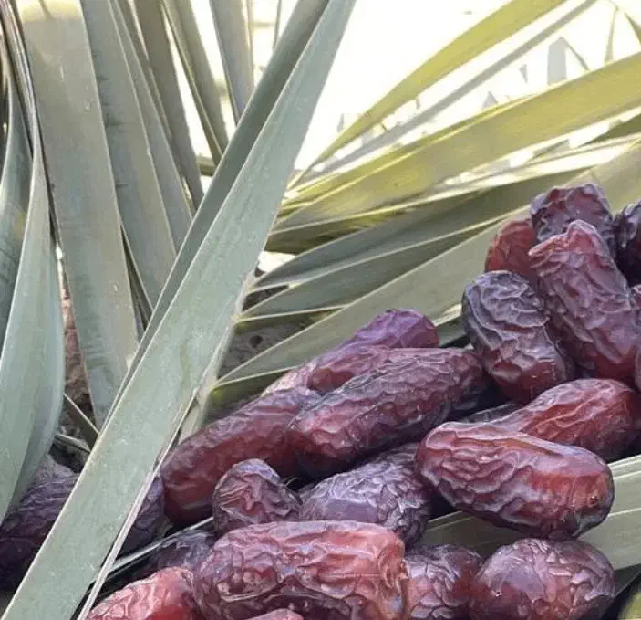 خرما پیارم درجه یک|خوردنی و آشامیدنی|جهرم, |دیوار