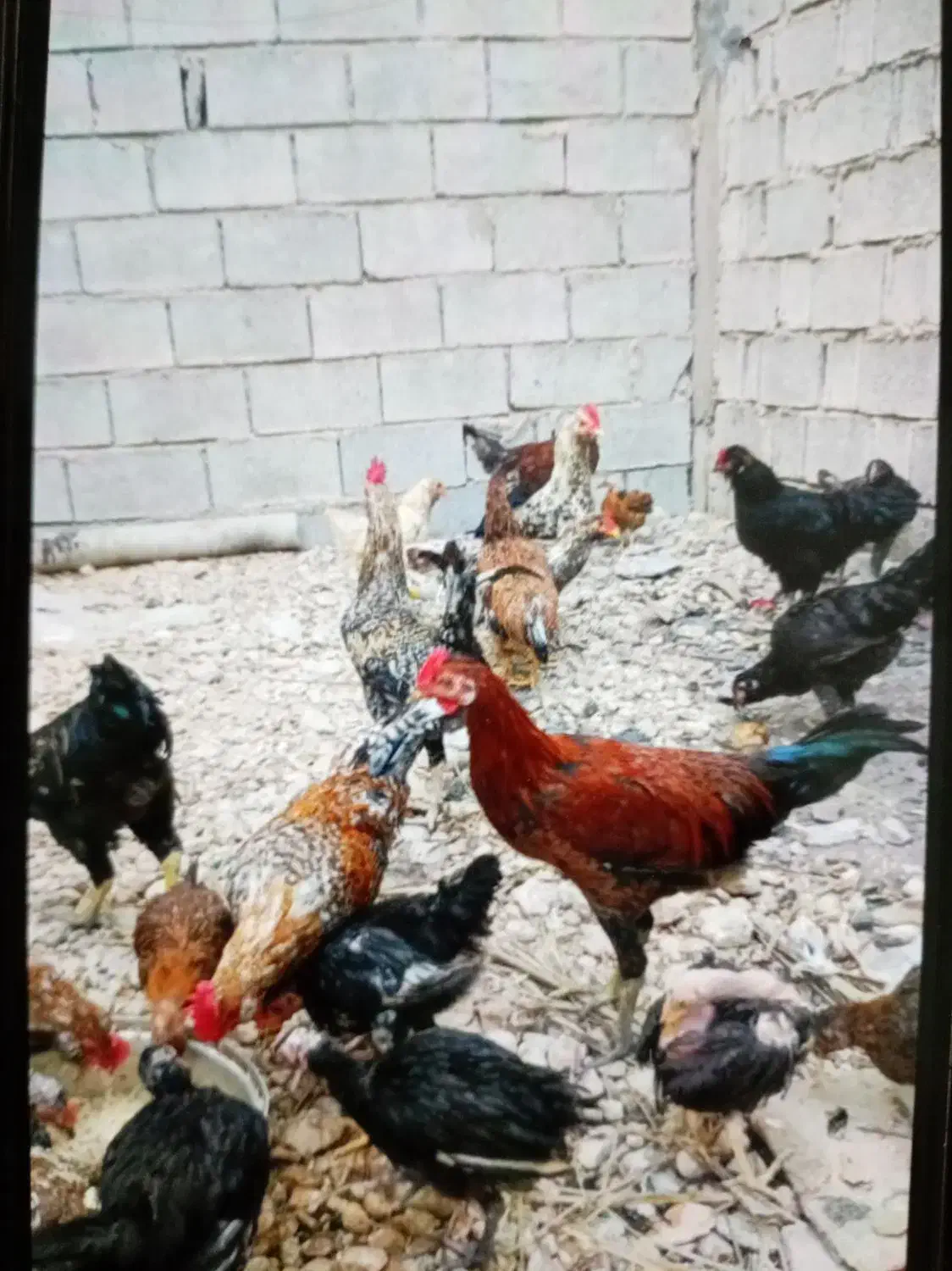 خروس محلی|حیوانات مزرعه|برازجان, |دیوار