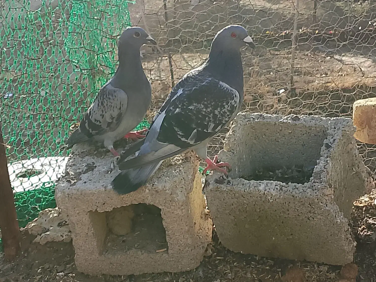 کبوتر پلاکی|پرنده|جره و بالاده, |دیوار