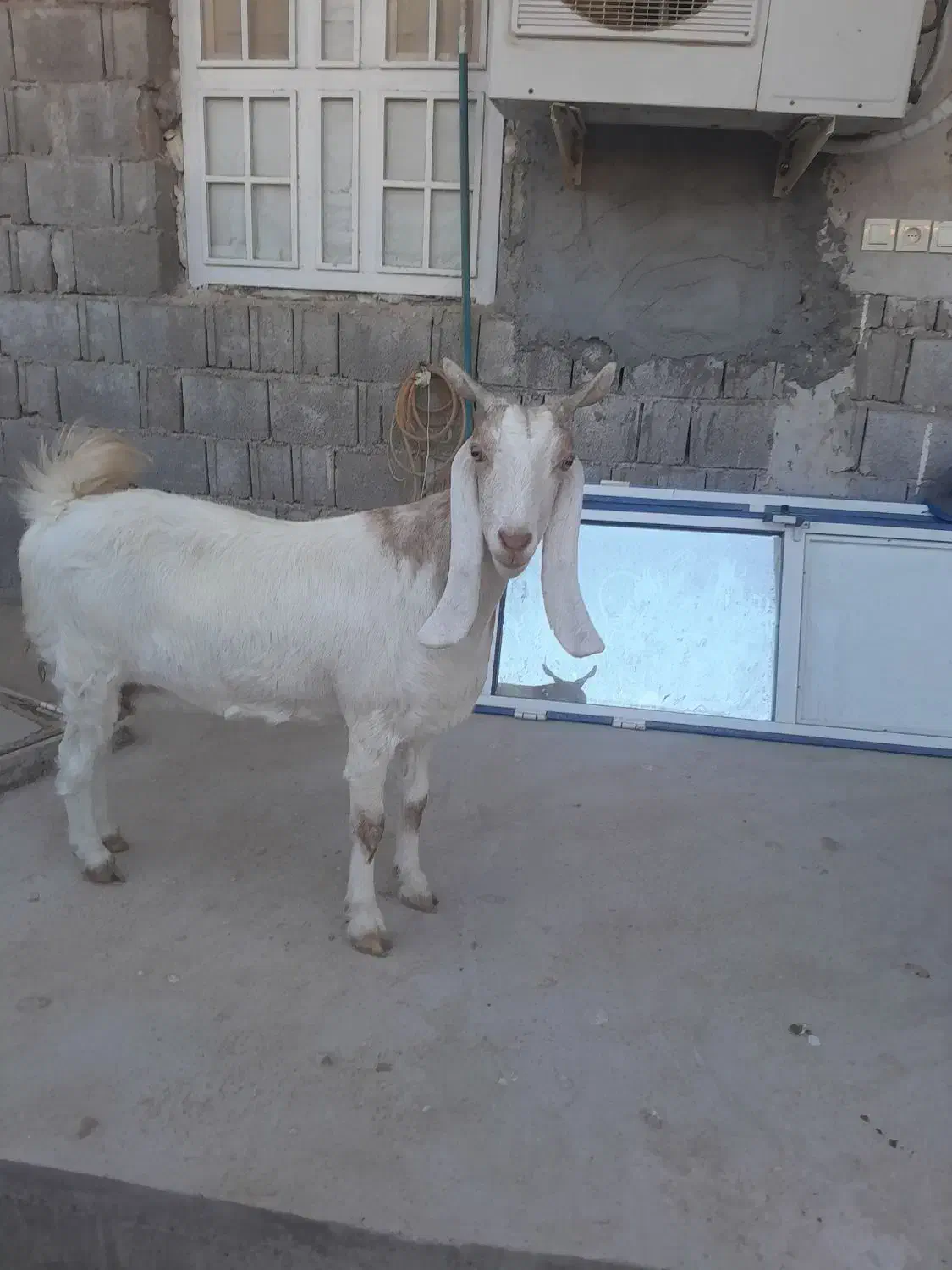 بز خوب برای فروش|حیوانات مزرعه|آبپخش, |دیوار