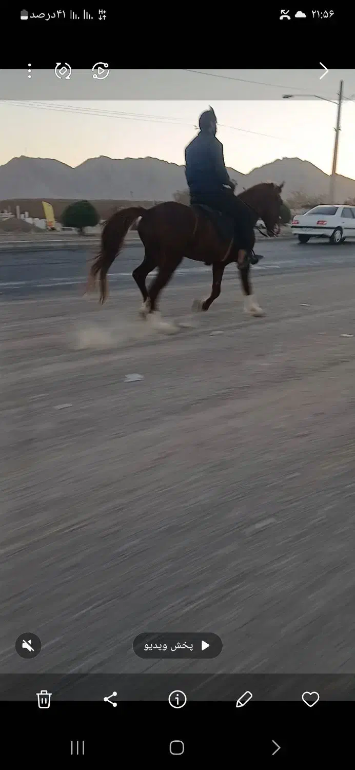 اسب یورقه کره طوفان نیشابوری|اسب و تجهیزات اسب‌سواری|خواف, |دیوار