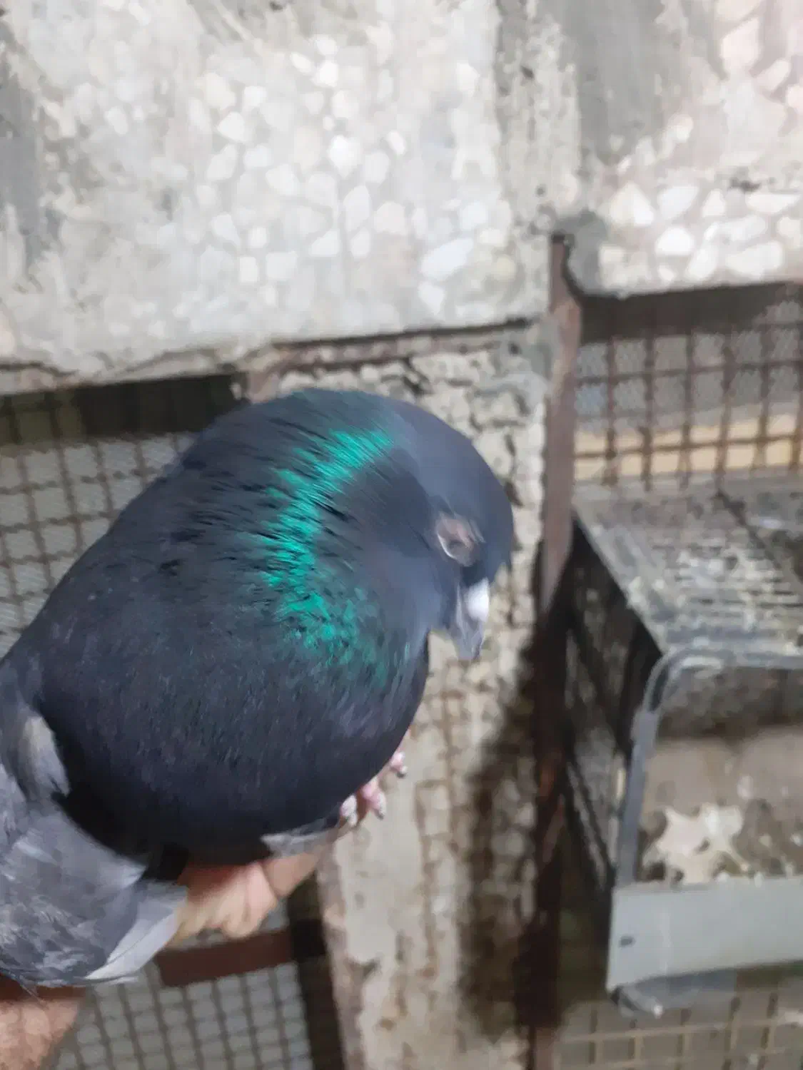 زاغ نر|پرنده|مسجد سلیمان, |دیوار