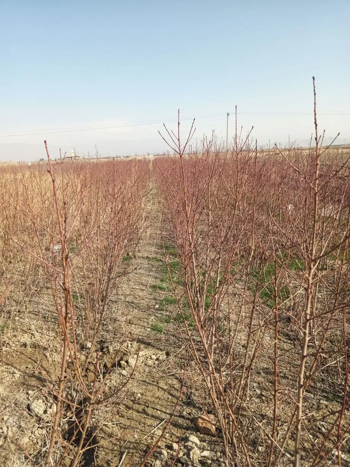 نهال میوه|خدمات باغبانی و درختکاری|چناران, |دیوار