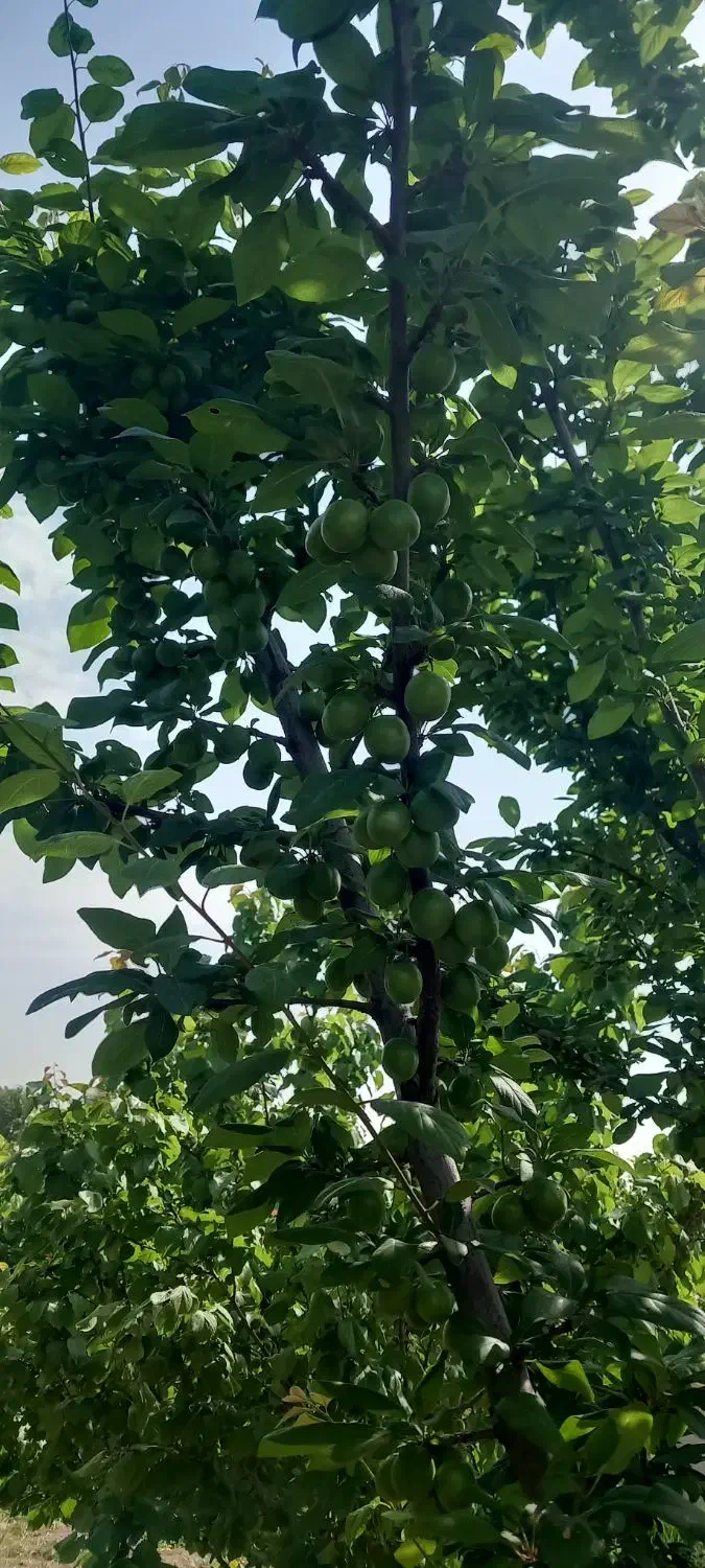 انجام امور باغبانی|خدمات باغبانی و درختکاری|محمدشهر, محمدشهر|دیوار