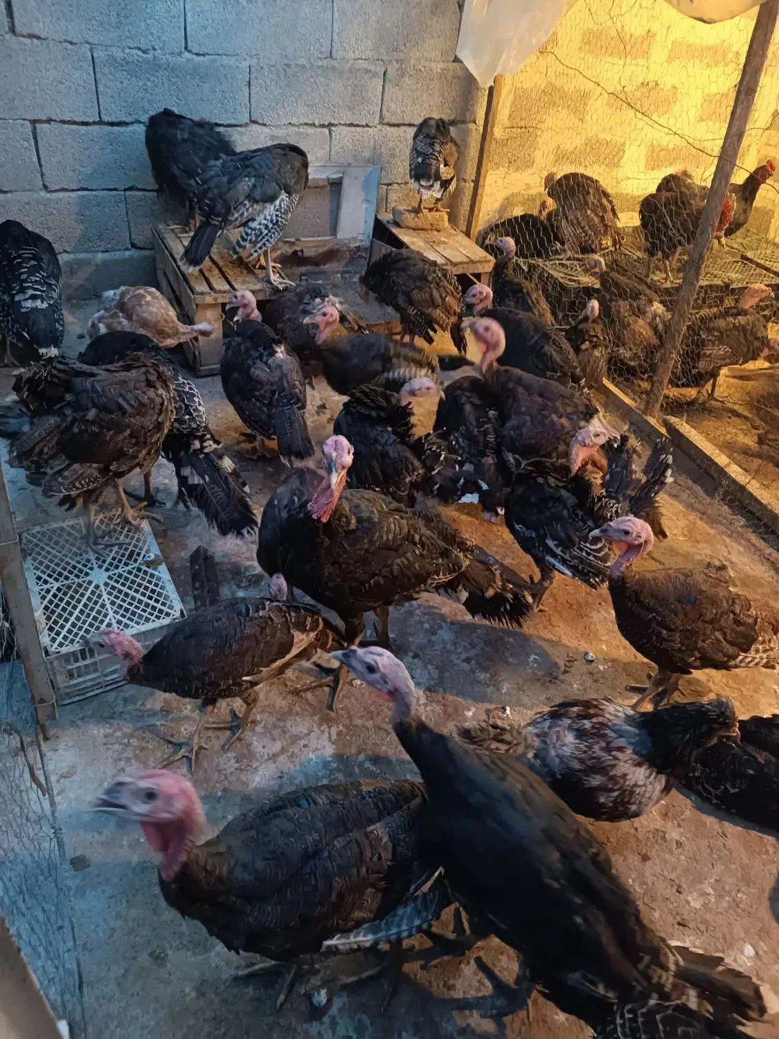 بوقلمون نروماده نه الا یازده ماهه|حیوانات مزرعه|میانه, |دیوار