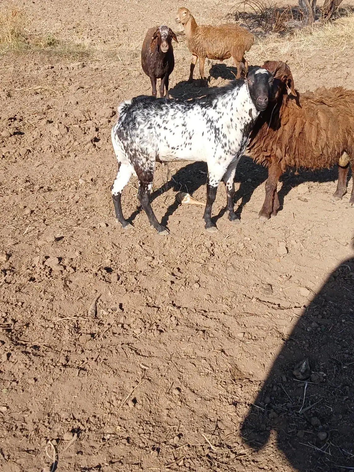 (صلاله) بز نر|حیوانات مزرعه|دینور, |دیوار