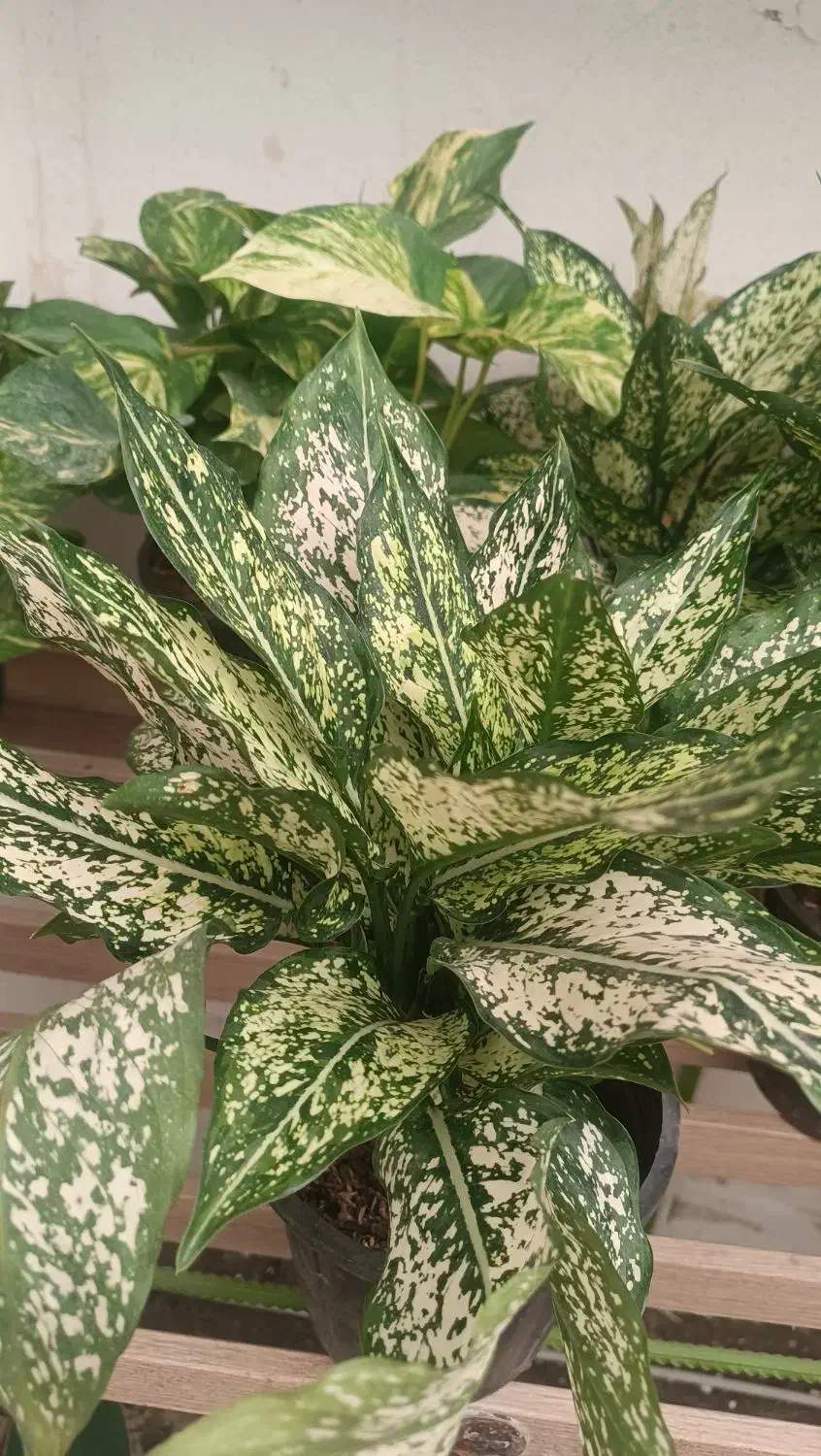 انواع گلهای آپارتمانی|گل و گیاه طبیعی|ابهر, |دیوار