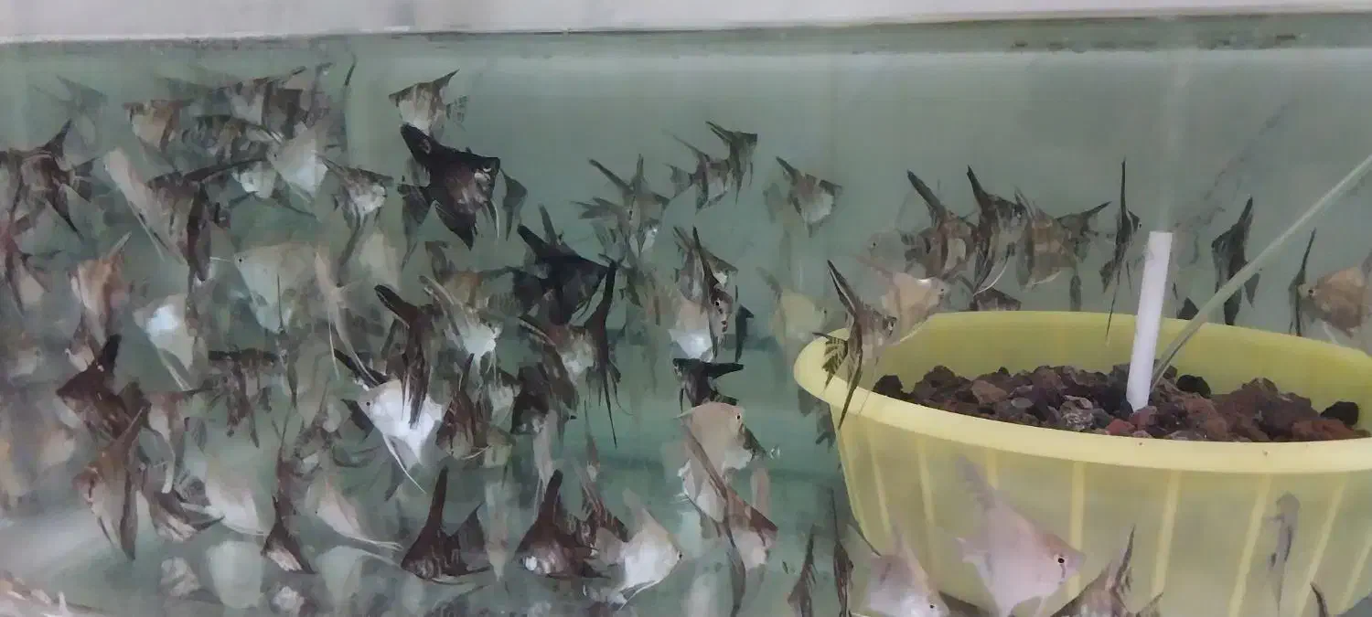 تولید و تکثیر انواع ماهی های زینتی|ماهی|بروجرد, |دیوار