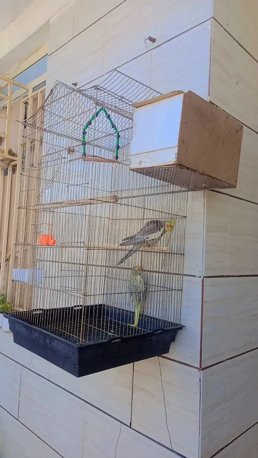 عروس هلندی|پرنده|خرمشهر, |دیوار