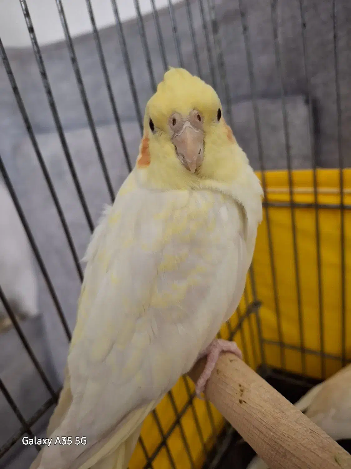 جوجه عروس هلندی|پرنده|قدس, شهرقدس|دیوار