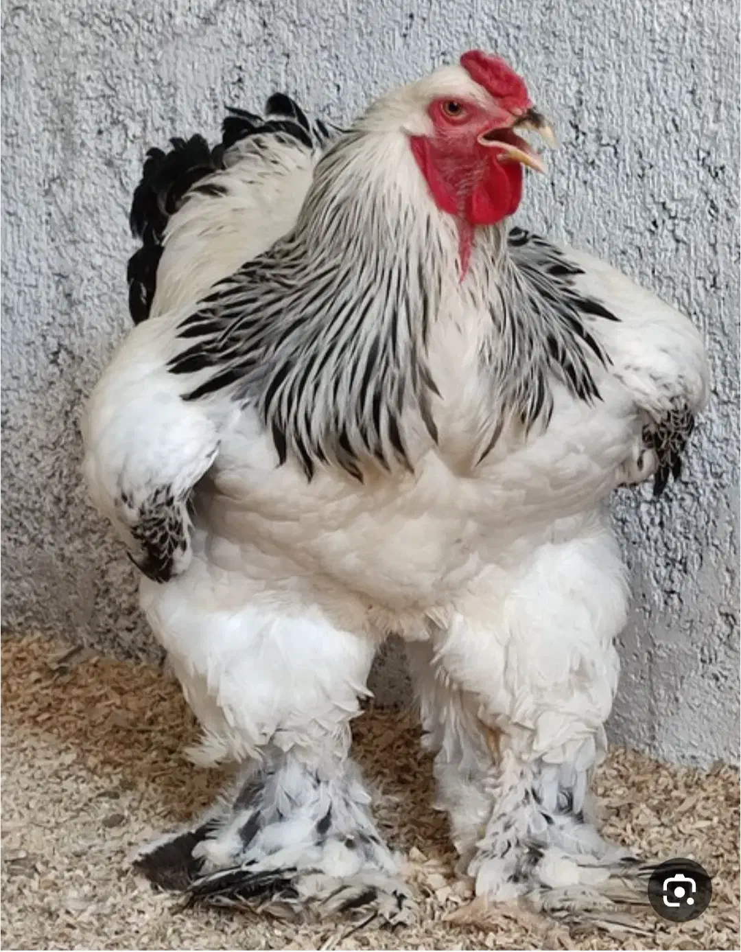 فروش تخم مرغ  محلی|خوردنی و آشامیدنی|یامچی, |دیوار