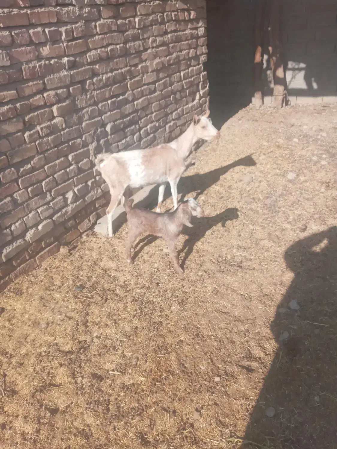 بزچینی با کره نر|حیوانات مزرعه|زهک, |دیوار