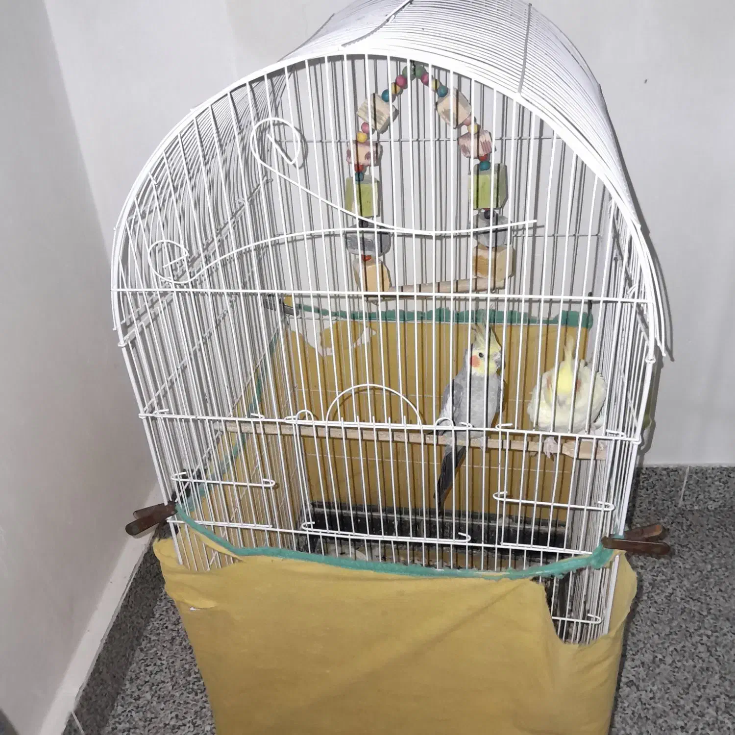 فروش عروس هلندی|پرنده|همدان, |دیوار