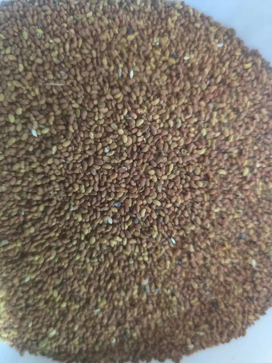 یونجه|خدمات باغبانی و درختکاری|رامشیر, |دیوار