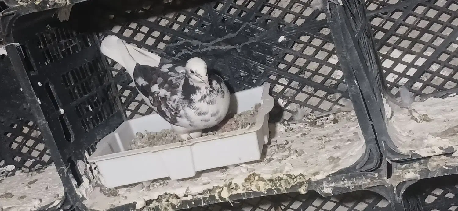 کبوتر|پرنده|چوار, |دیوار