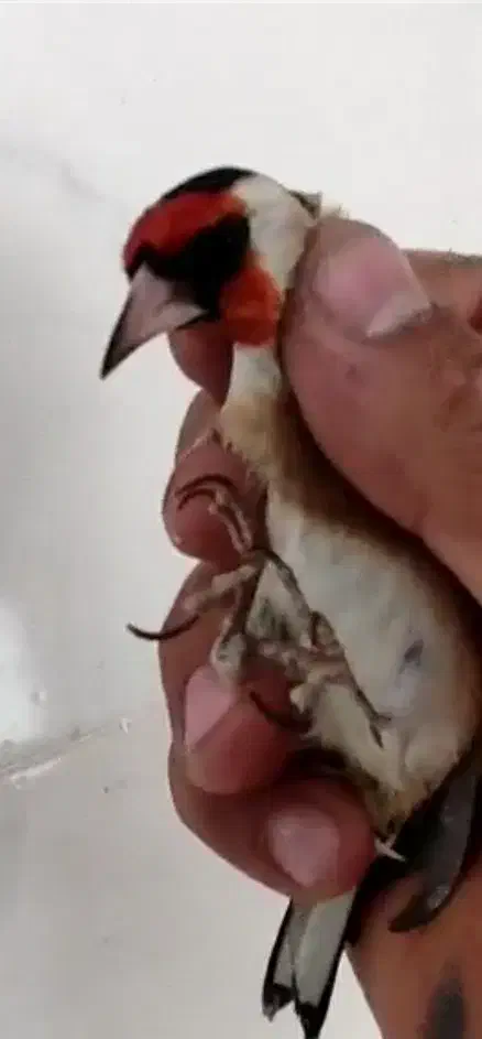 سهره.سقا|پرنده|کرمان, |دیوار