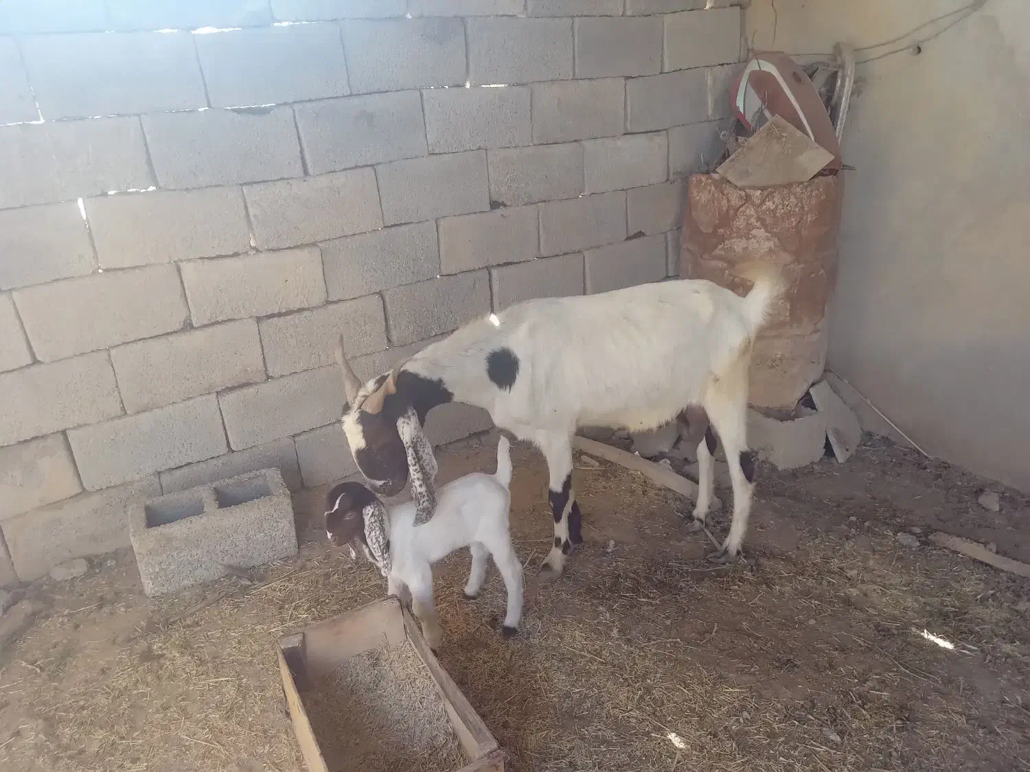 بز سرحال|حیوانات مزرعه|شادگان, |دیوار