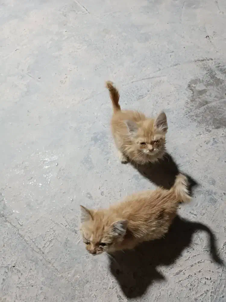 واگذاری بچه گربه|گربه|شیراز, زند|دیوار