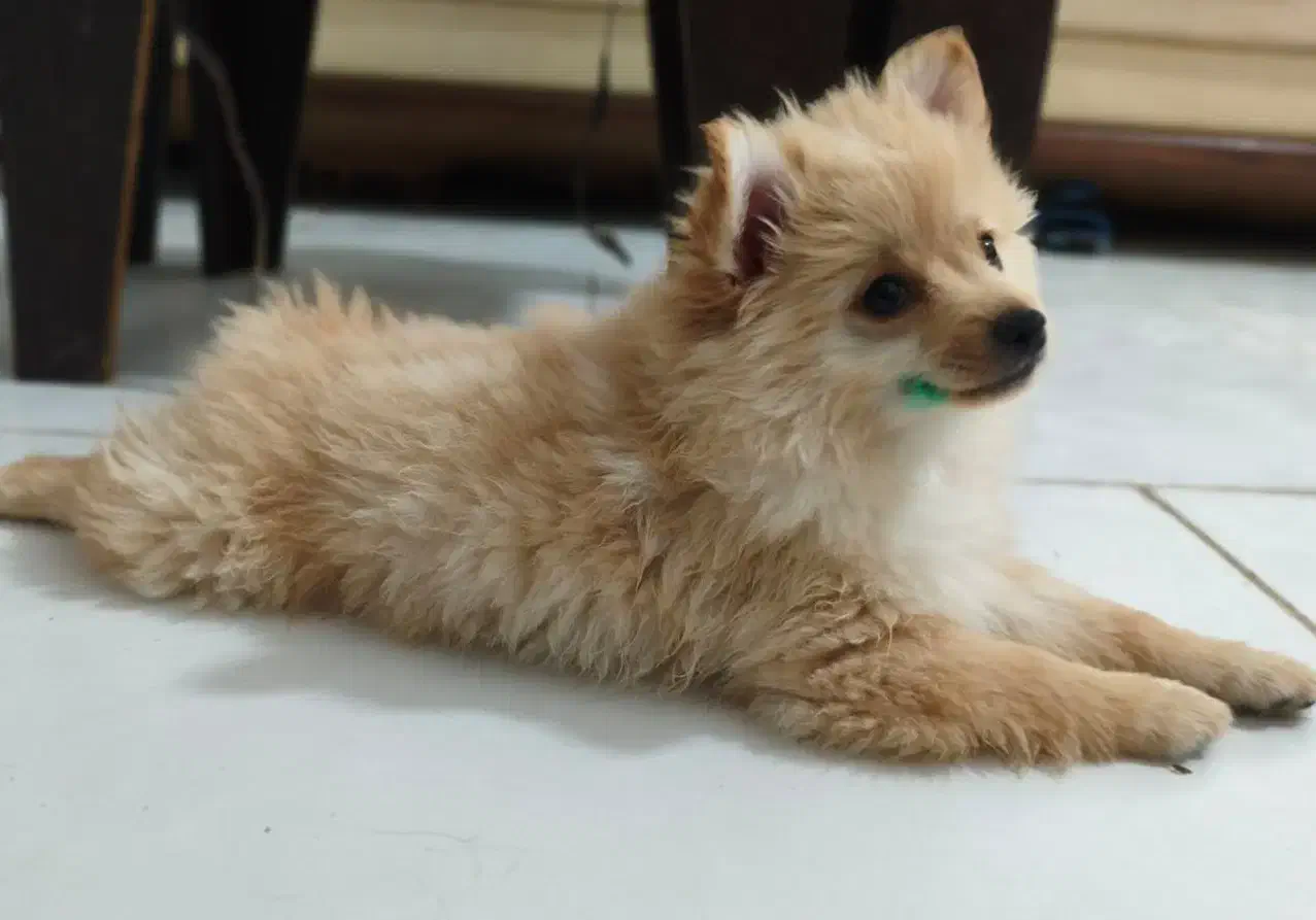 توله پامرانین زیبا و آموزش پذیر|سگ|مشهد, هنرور|دیوار