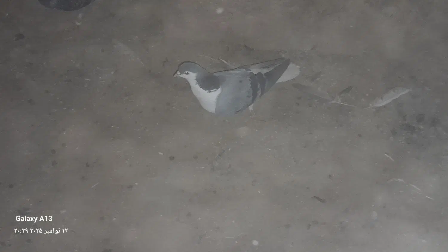 یک عدد امری سبز ماده|پرنده|فرح دشت, |دیوار