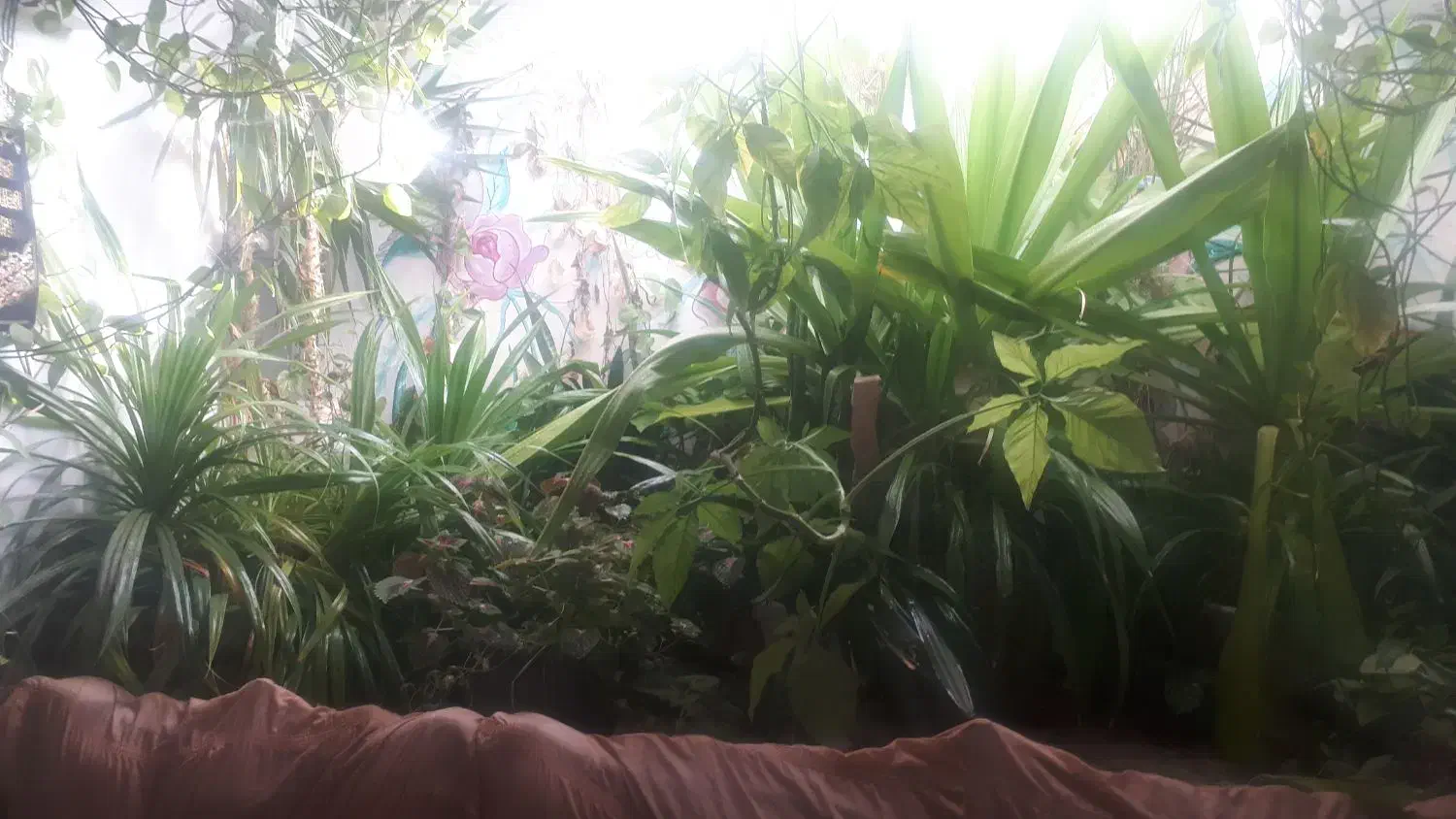 فروش ۲۰عدد گل و گلدان|گل و گیاه طبیعی|مهریز, |دیوار